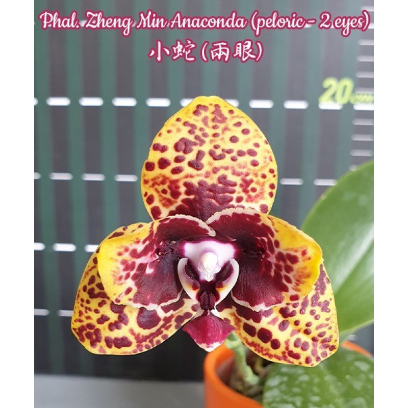 Скуби Ду Дафнамен жыныстық қатынаста болған порно мультфильм Шындық порно